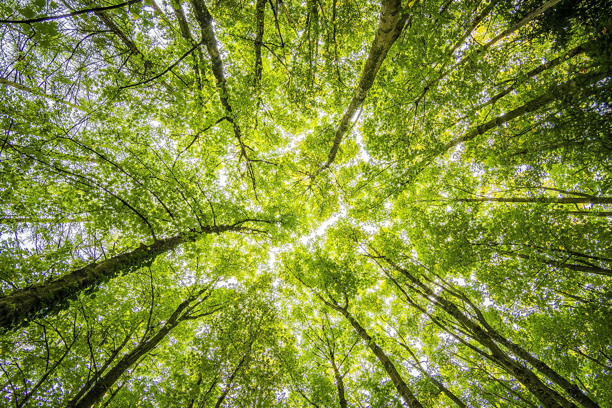 Think Great, Think Green!
